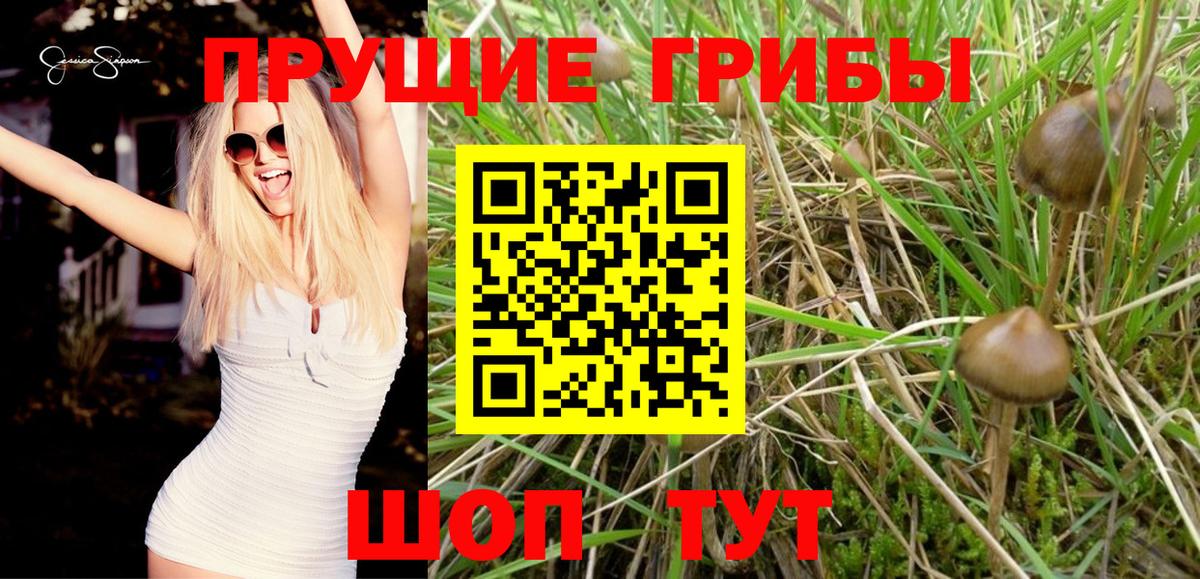 Псилоцибиновые грибы прущие грибы Великие Луки